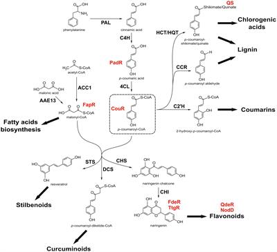 Re-engineering Plant Phenylpropanoid Metabolism With the Aid of Synthetic Biosensors